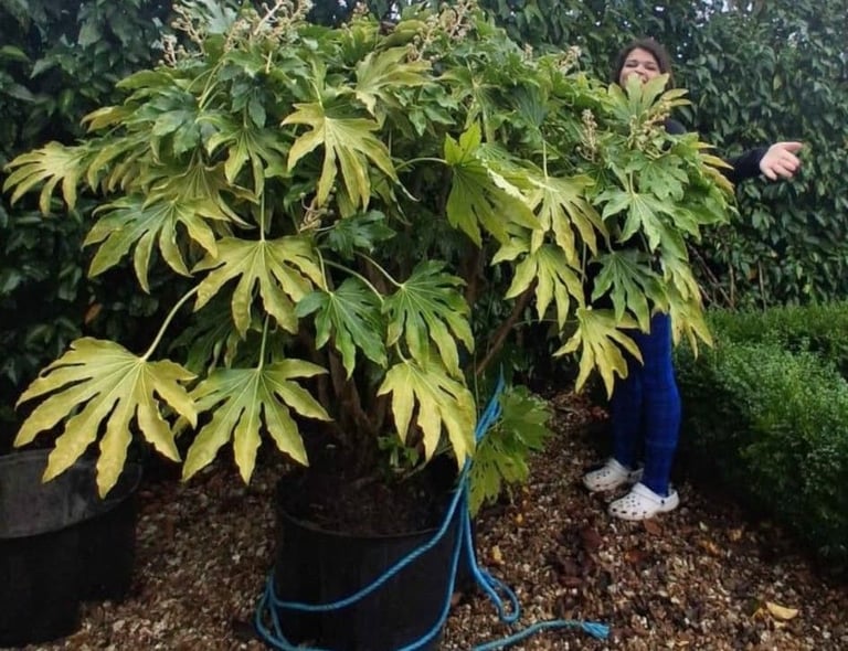 image for FATSIA JAPONICA Giant tropical looking Hardy Plants