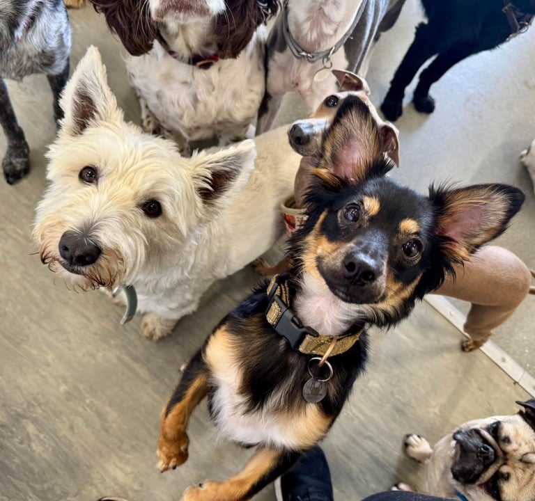 Miniature pinscher male