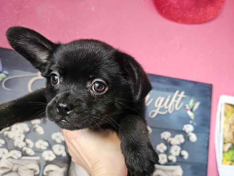 Fluffy Frenchie poms ❤️⭐️