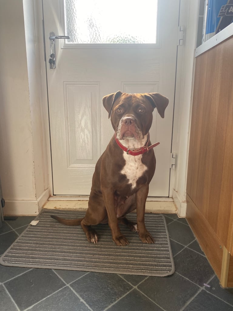 image for Female Dog For Sale - Stella - 18Months Old