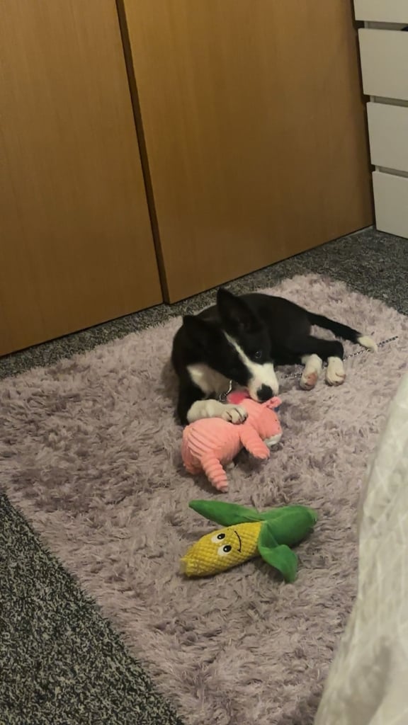 Dog