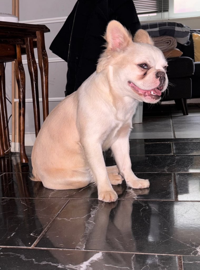 French bulldog 