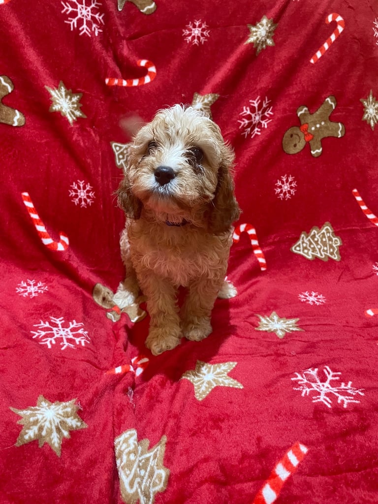 🐶🐶Beautiful fluffy Cavapoo puppies 🐶 🐶