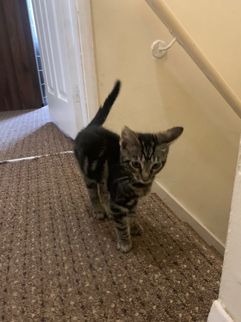 Adorable kitten for sale