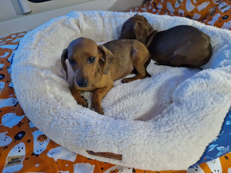 Beautiful full breed dachshund puppys