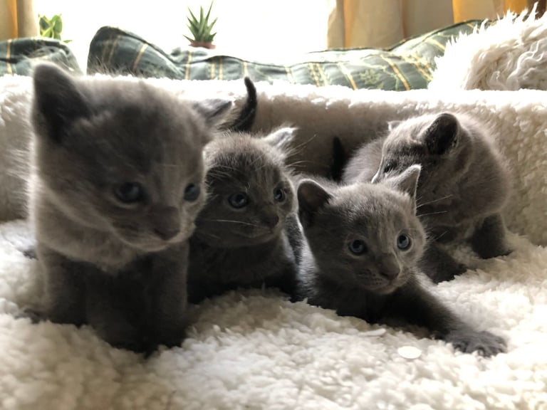 image for Russian Blue Kittens