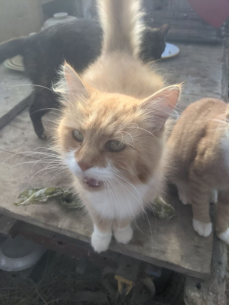 Kittens for sale 