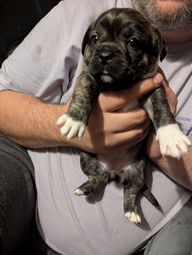 image for Puppies for sale Lhasa Apso/Frenchie mix one male four females 