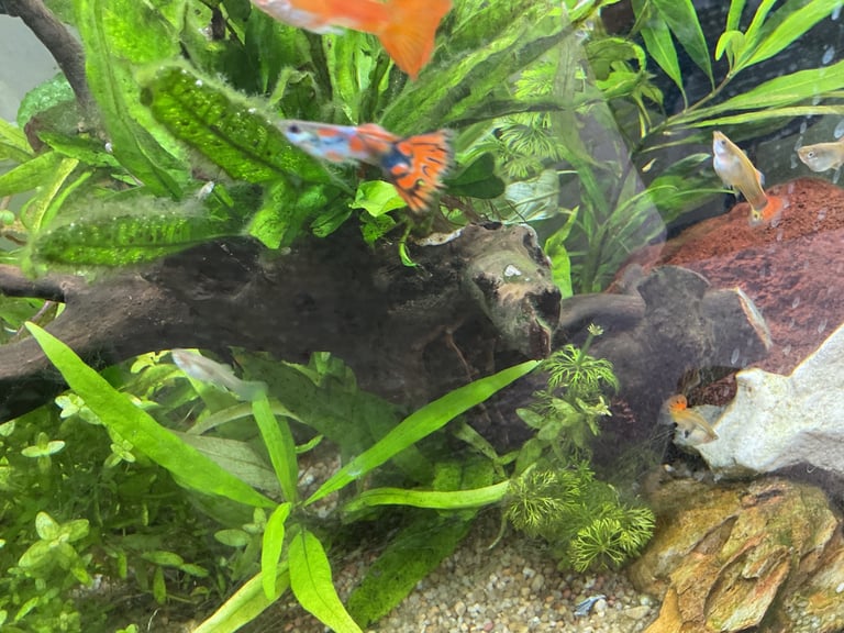 image for Guppies 