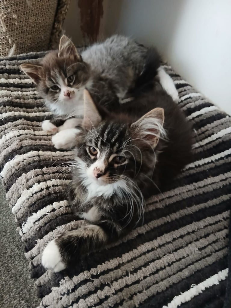 Maine Coon kitten for sale 