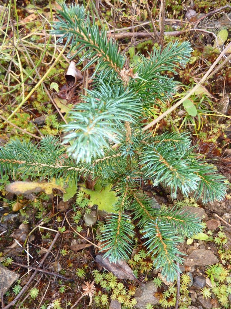 20 SPRUCE CHRISTMAS TREE SAPLINGS 5-15CM - BARE ROOTED DUG TO ORDER WOODLAND