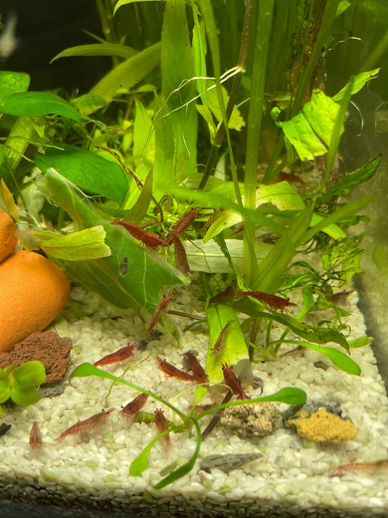 Plants for nano tanks shrimp endler betta