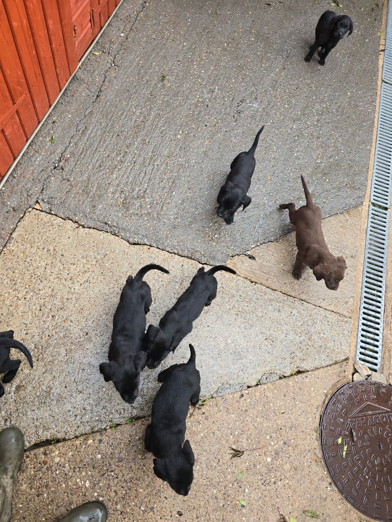 Beautiful black and chocolate labrador puppies 
