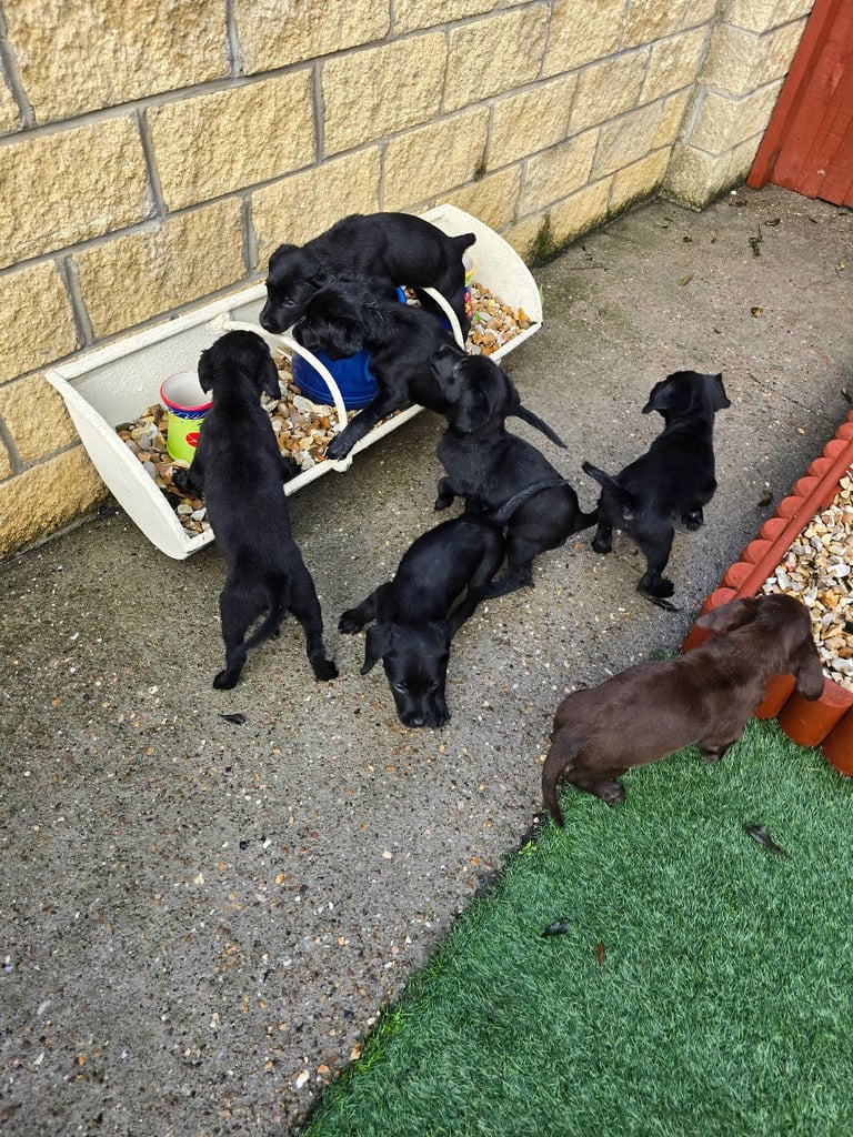 Beautiful black and chocolate labrador puppies 