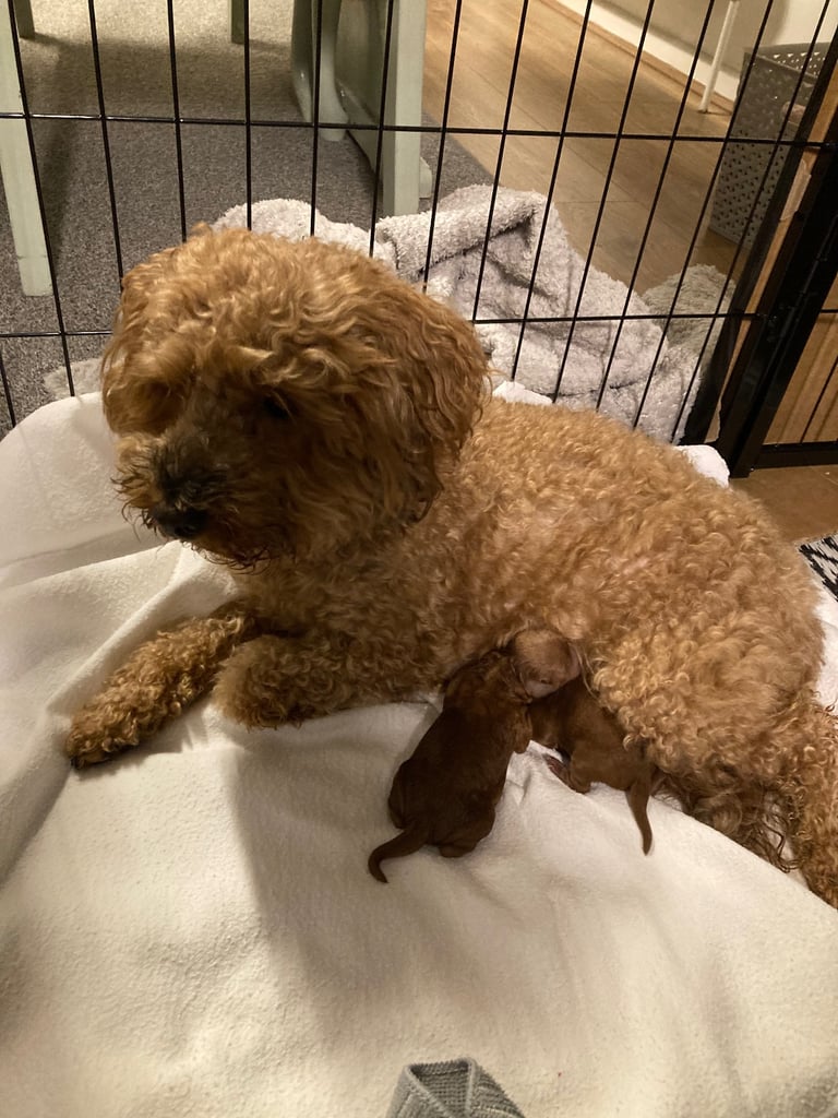 F1B COCKAPOO PUPPY