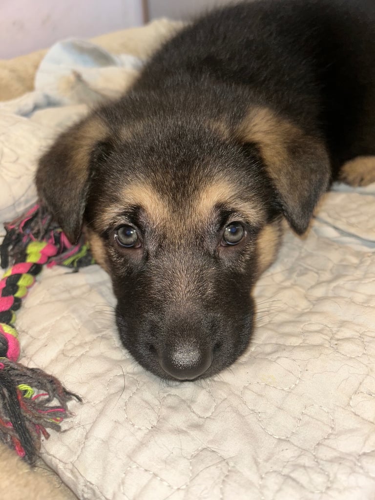 Stunning German Shepherd puppies