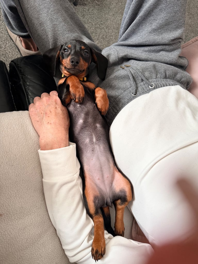 X2 female Miniature Dachshund Puppies For Sale  - READY TO GO NOW 