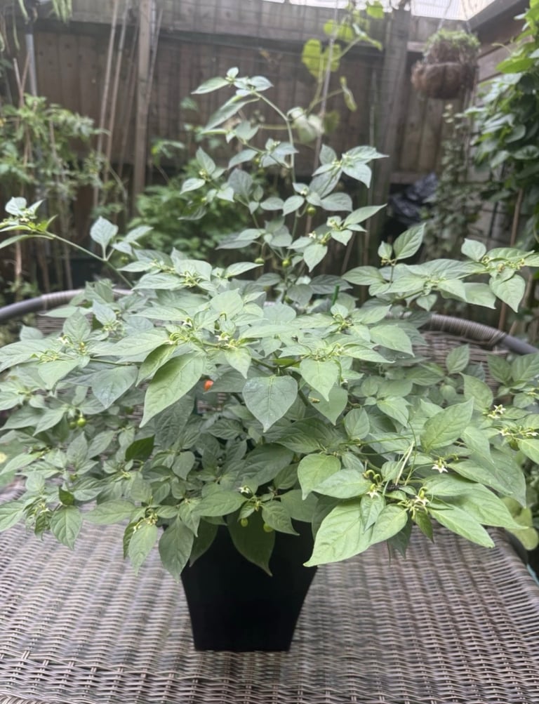 Round naga plant