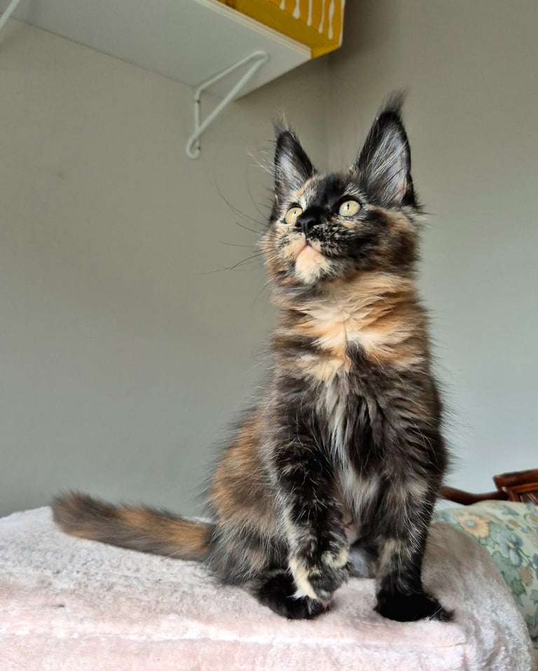 Maine coon gccf reg