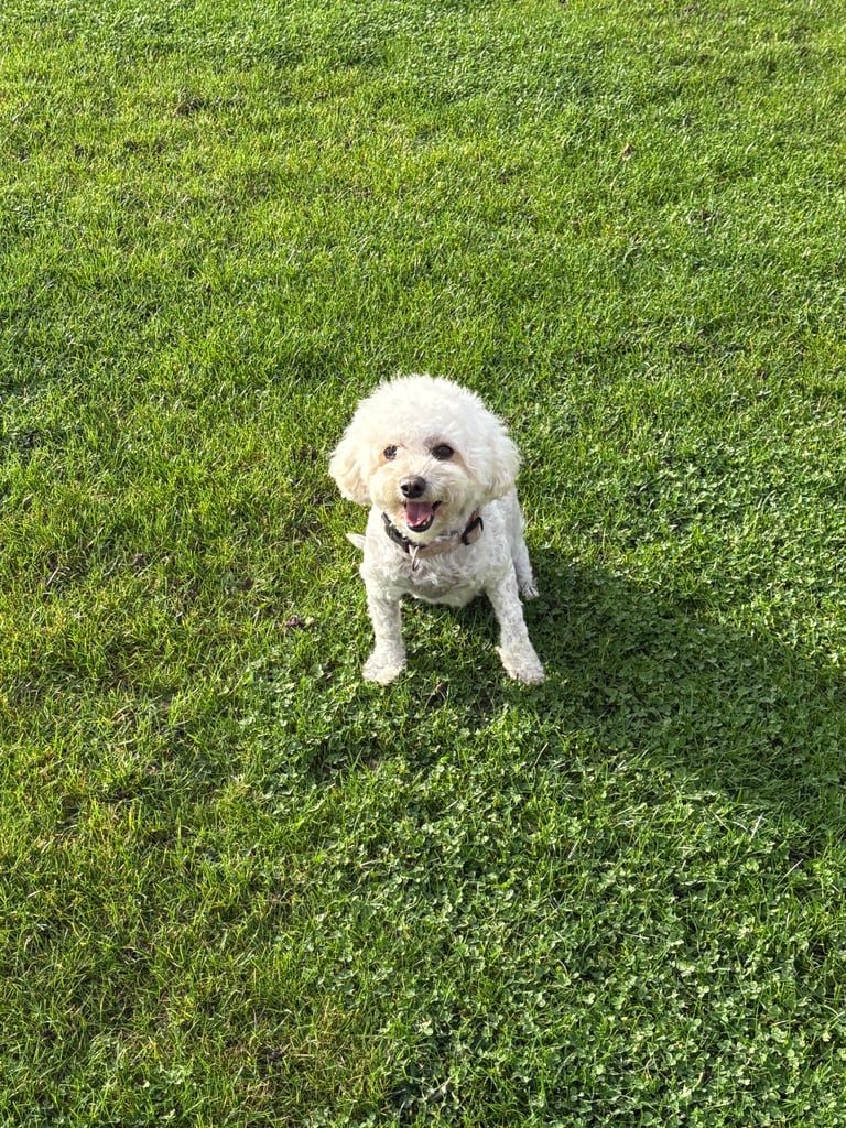 image for Bichon frise 