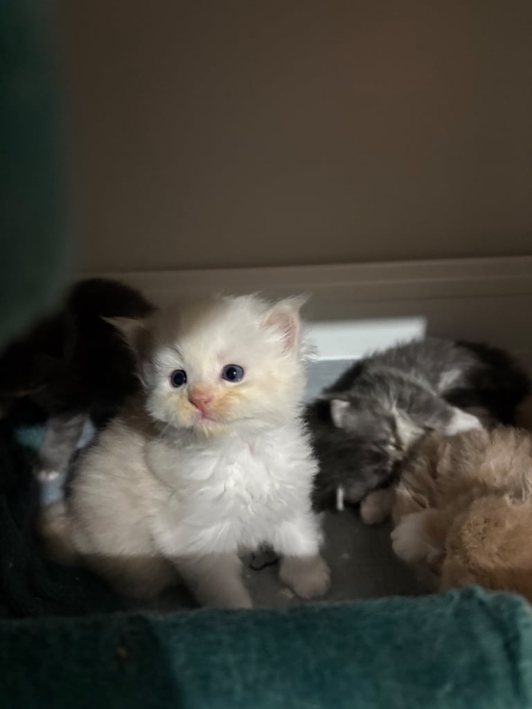 image for Maine coon kittens 