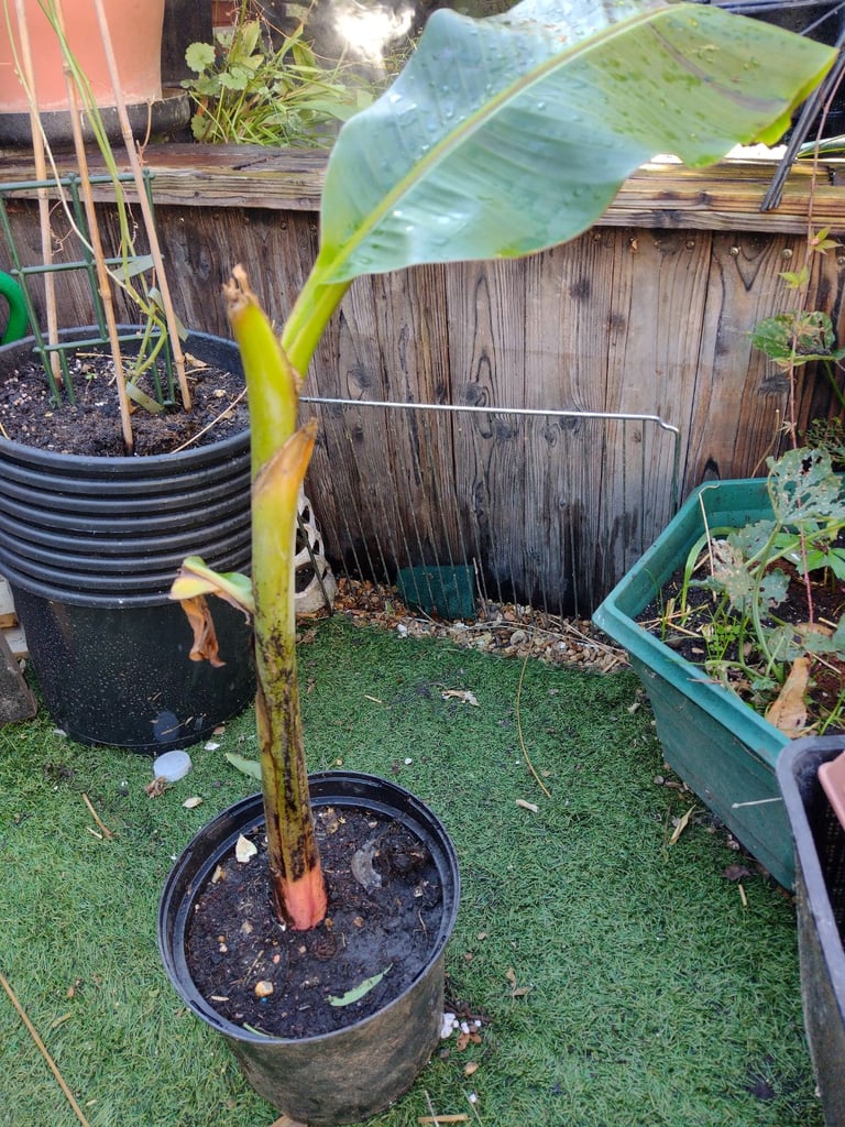 image for Red musa banana plant