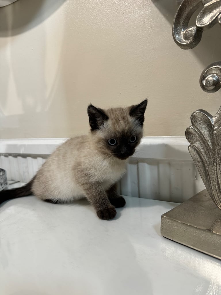 Unique shorthair kittens 