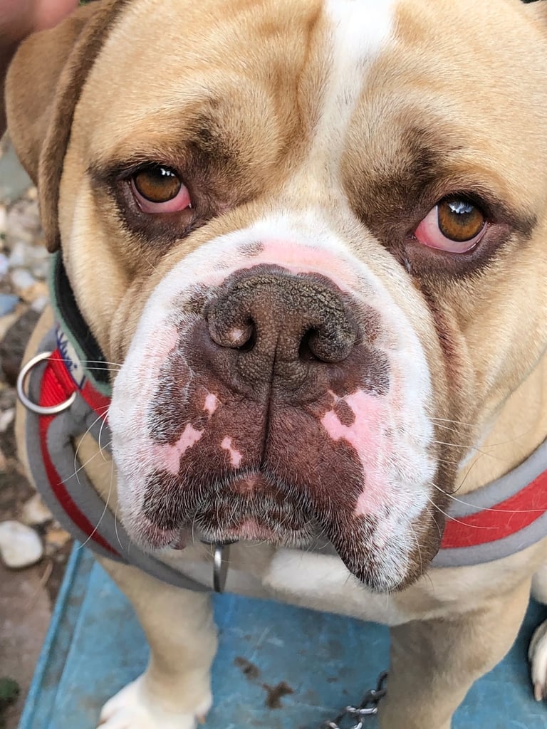 Old english bulldogge