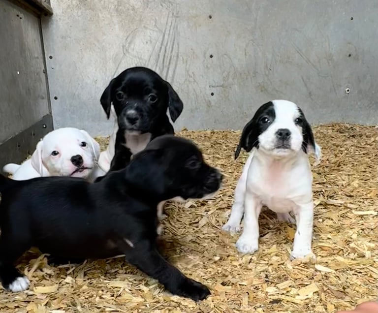 Adorable Cocker Jack Puppies