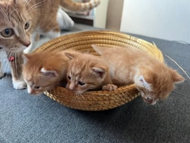 Ginger Tabby kittens for sale