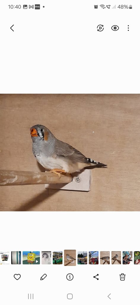 Zebra finches