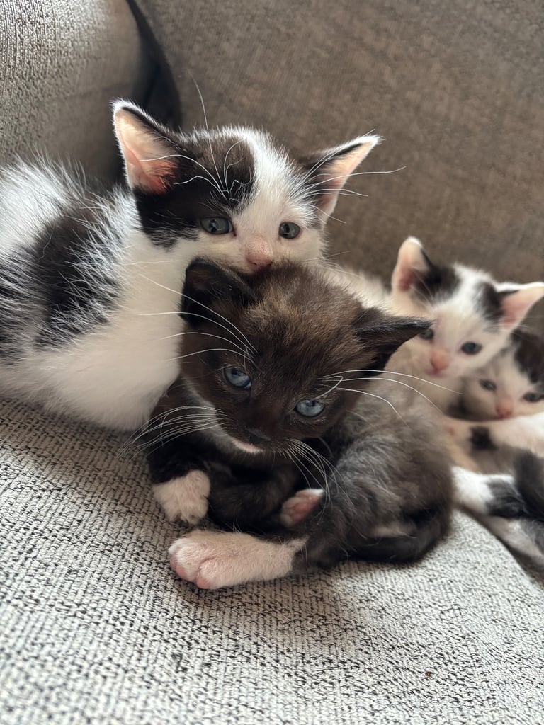 Kittens 9 weeks old male & female