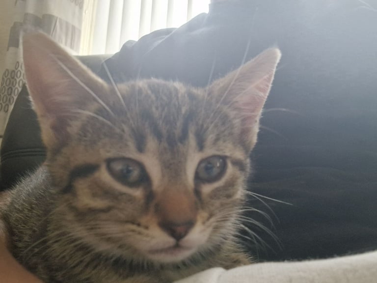 3 beautiful female kittens up for sale