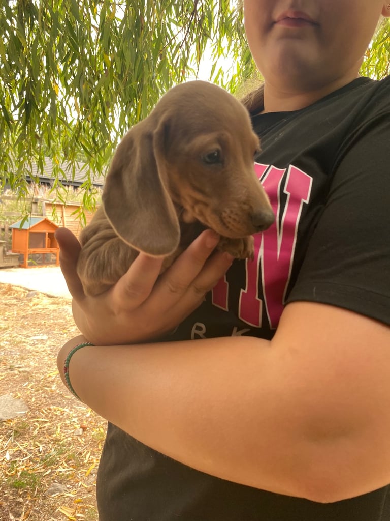 miniature dachshund