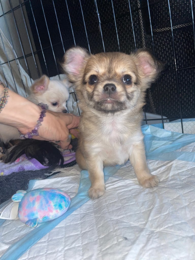 🐾Chihuahua puppies🐾2boys💙💙1girl💜