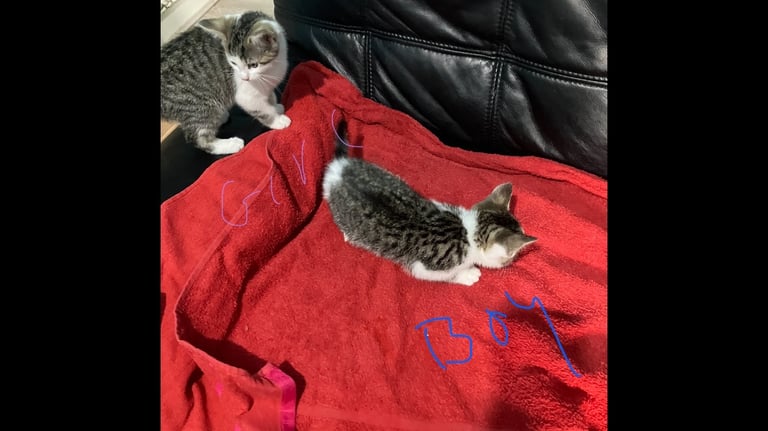 Male/female kittens  