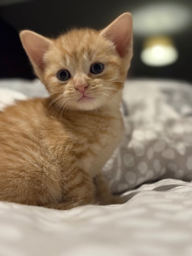 KITTENS ready to go now 