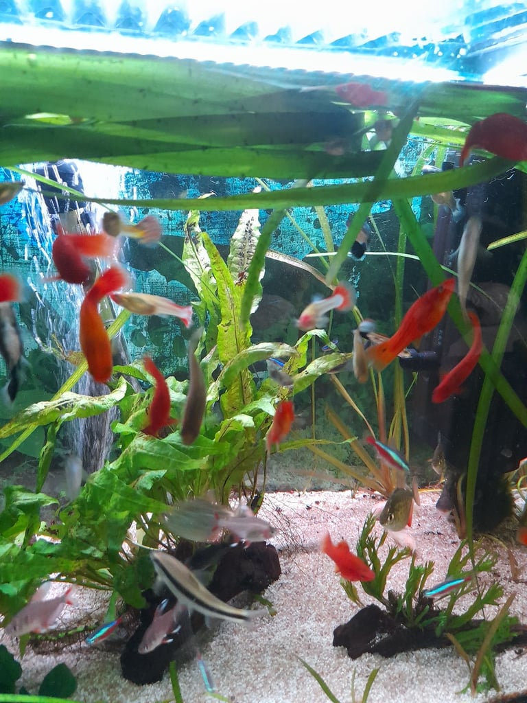 Tropical fish for sale 