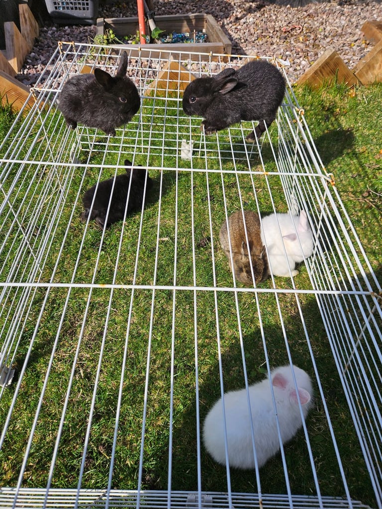 Bunny's 