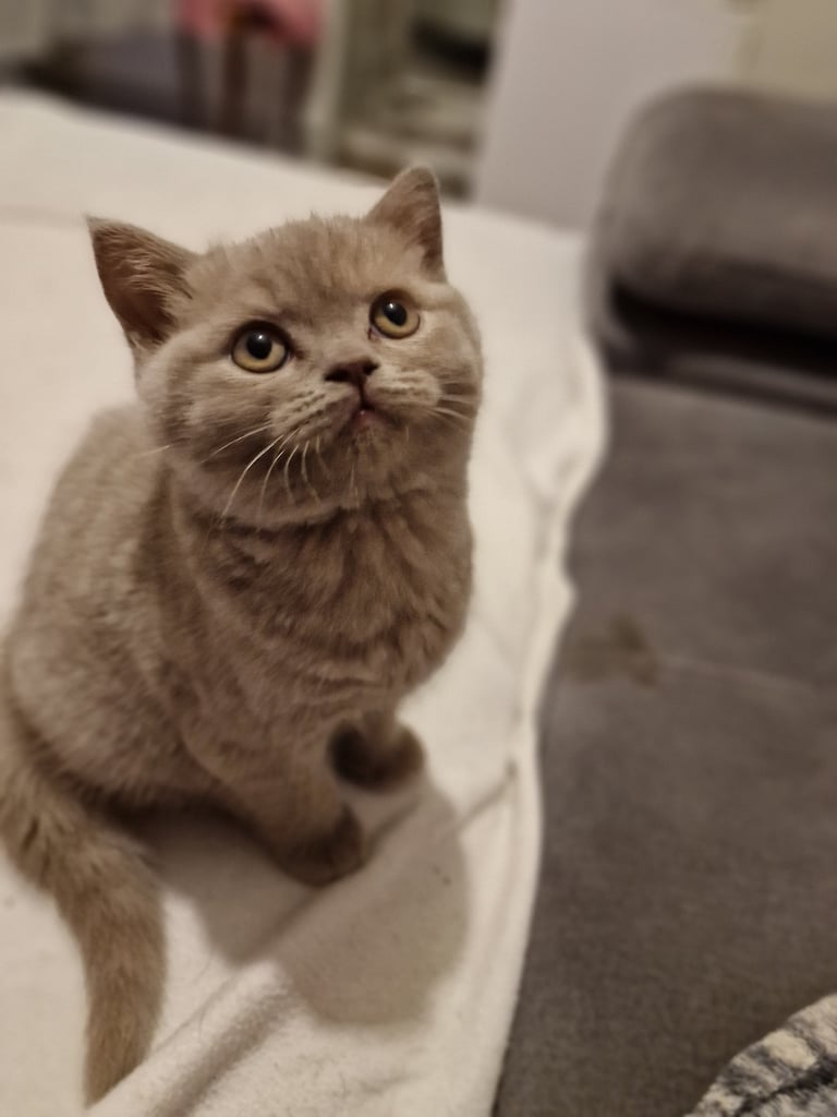 British shorthair kittens 