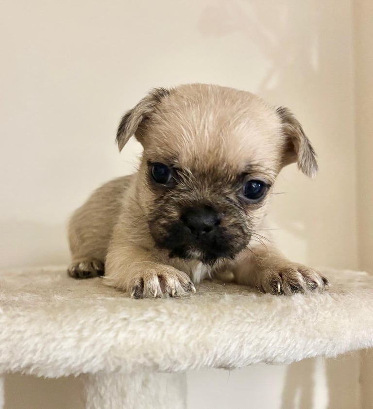  2 gorgeous puppies ready to leave 