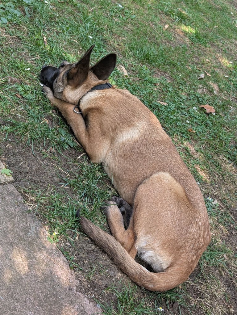 Beautiful Belgian Malinois 