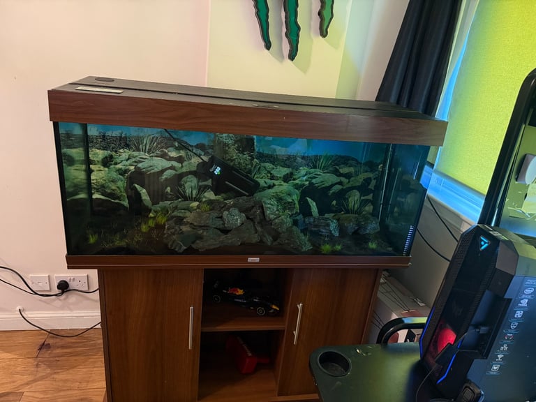 Jewel Rio 240 fish tank and comes with 1 fresh water moray eel 7/8 inches long 