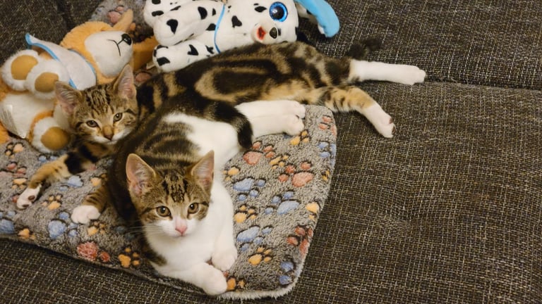 Kittens are looking for a new home