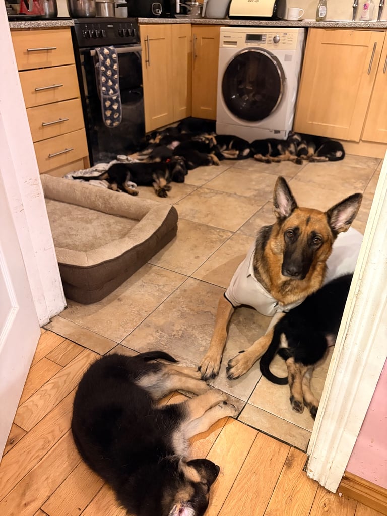 Stunning German Shepherd puppies