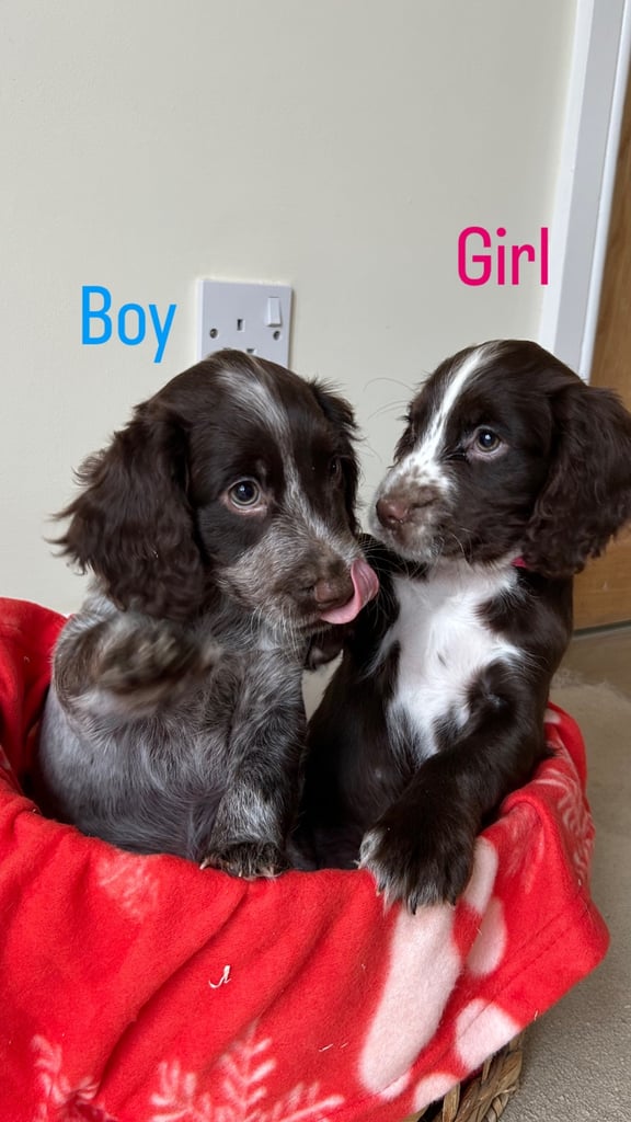 Cocker spaniel puppies 