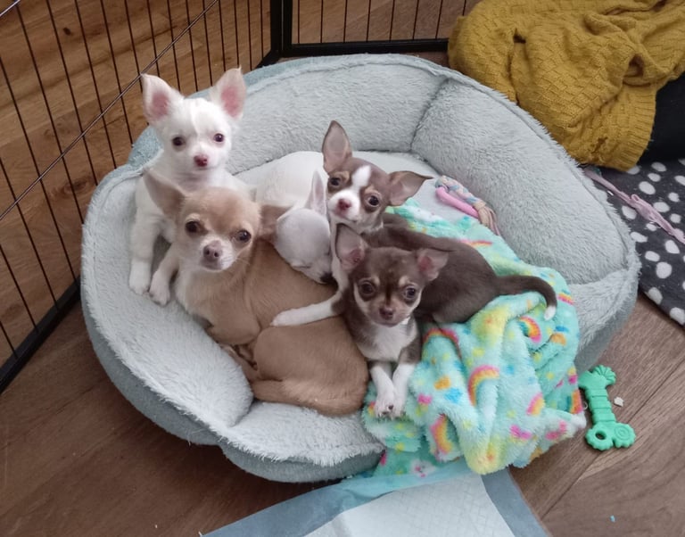 Beautiful chihuahua pup