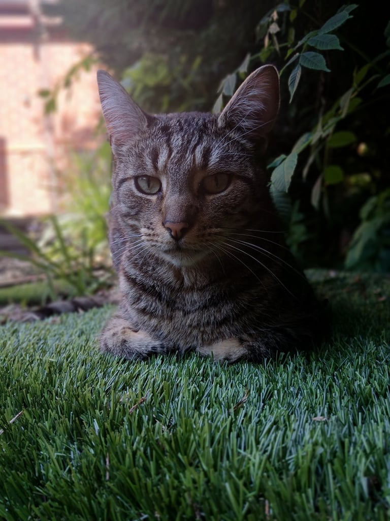 2 year old cat. Hes a lovely boy. 