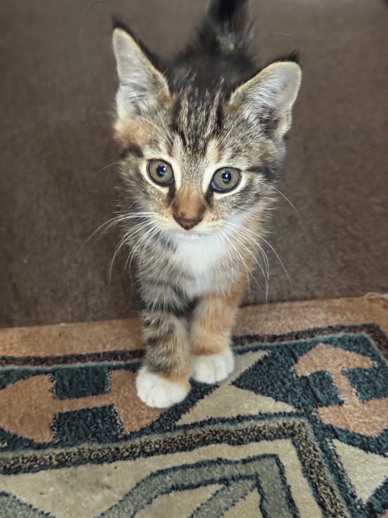 mixed kitten for sale 