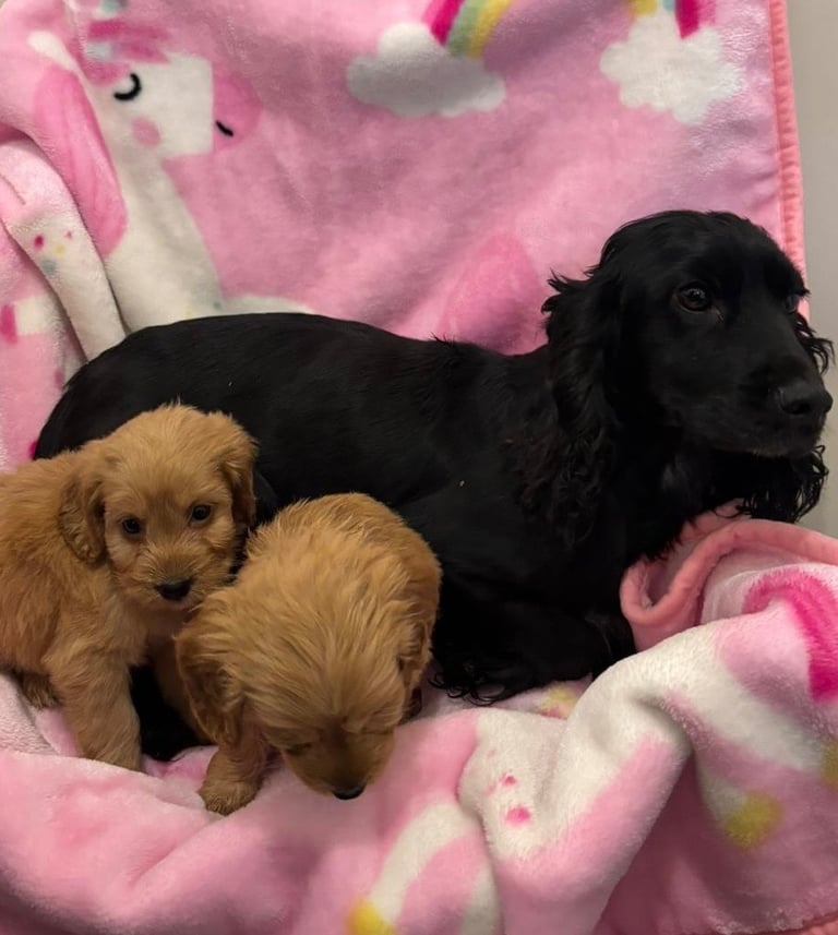F1 Cockapoo Puppies 
